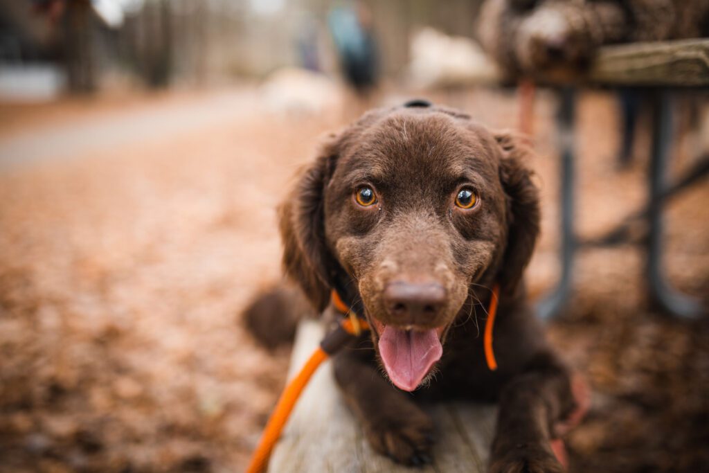 Brown dog on leash during dog training in Smithfield, VA USA