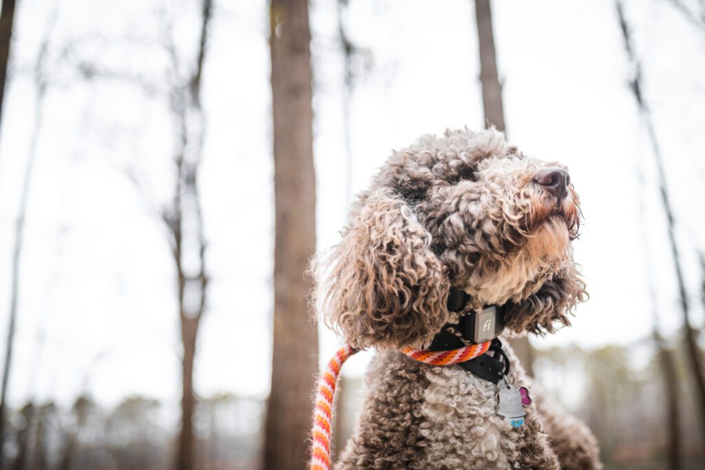 Dog training Windsor VA for obedient happy dogs