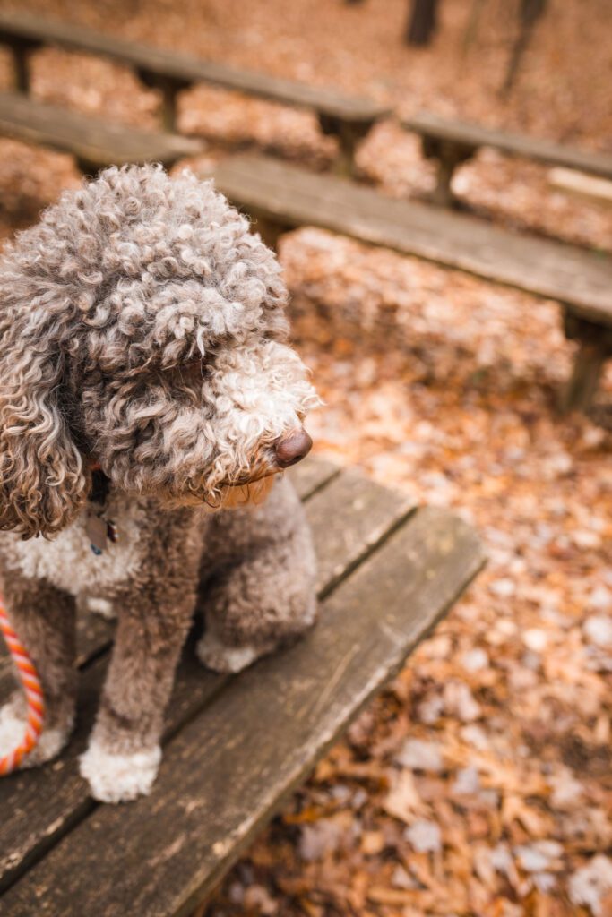 Curly dog on a bench during dog training in Yorktown VA park