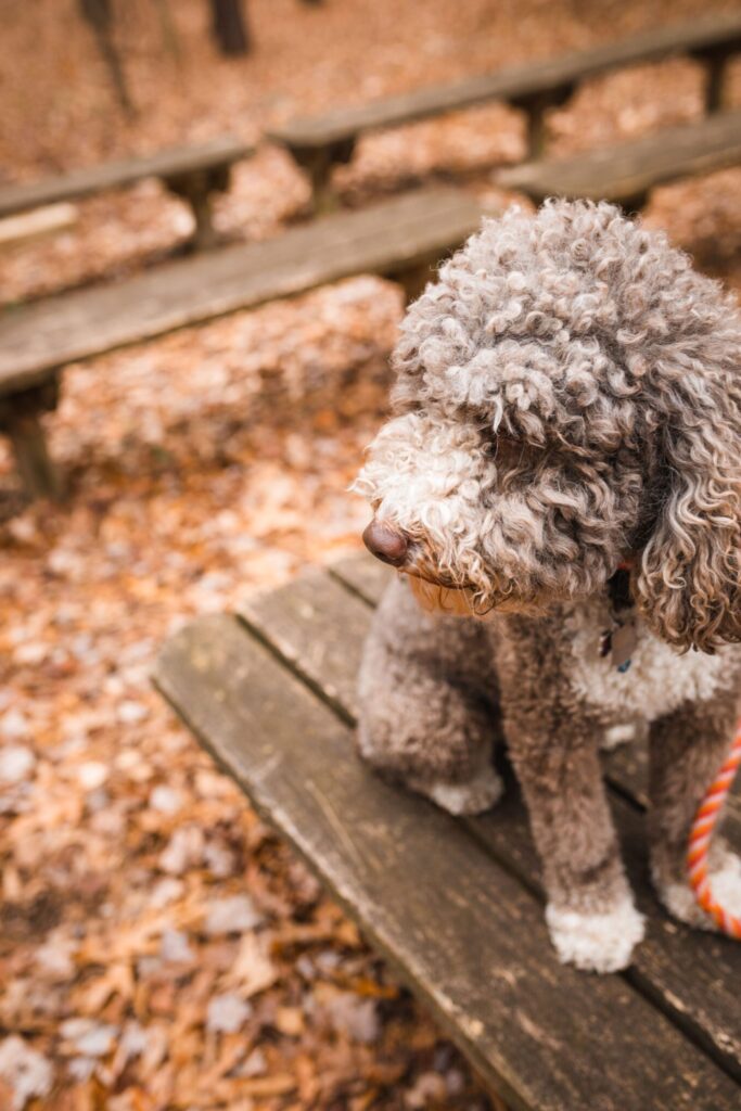 Dog training Carrollton VA obedience and puppy training services