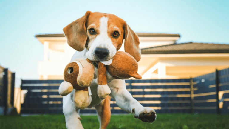 Top Eco-Friendly Materials Used in Dog Toys (And Which to Avoid)