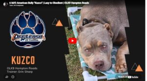 Kuzco the American Bully showing better leash manners, obedience, and confidence during training in Hampton Roads, VA.