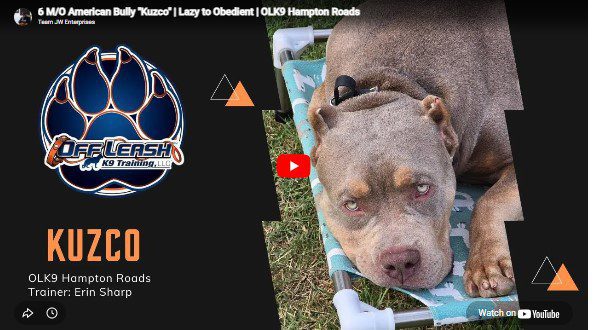 Kuzco the American Bully showing better leash manners, obedience, and confidence during training in Hampton Roads, VA.
