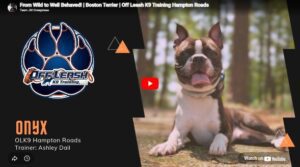 Onyx the Boston Terrier showing better obedience, focus, and everyday manners in Hampton Roads, VA.