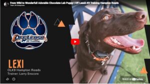 Lexi the 7-month-old Chocolate Lab practicing better leash manners, obedience, and control during training in Hampton Roads, VA.