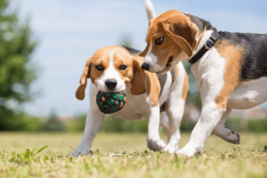Training difficult dogs with calm focused play outdoors
