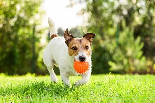 Small terrier carries ball dog training Poquoson VA outdoors