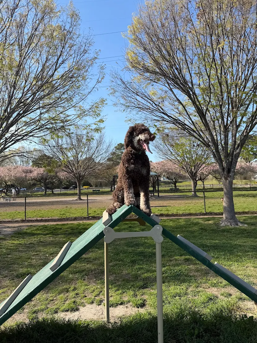 Dog training Gloucester Point VA agility and obedience skills