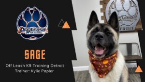 See how Sage improved her ability to settle calmly and feel more comfortable around guests through behavior and obedience training in Hampton Roads, VA.