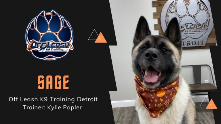 See how Sage improved her ability to settle calmly and feel more comfortable around guests through behavior and obedience training in Hampton Roads, VA.