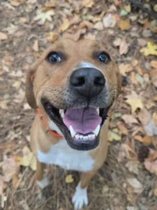 Baxter improved recall, obedience, and off-leash responsiveness through refresher training with Larry in Hampton.
