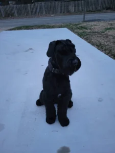 Macchio improved confidence, obedience, and everyday manners through professional training with Larry in Hampton, VA.