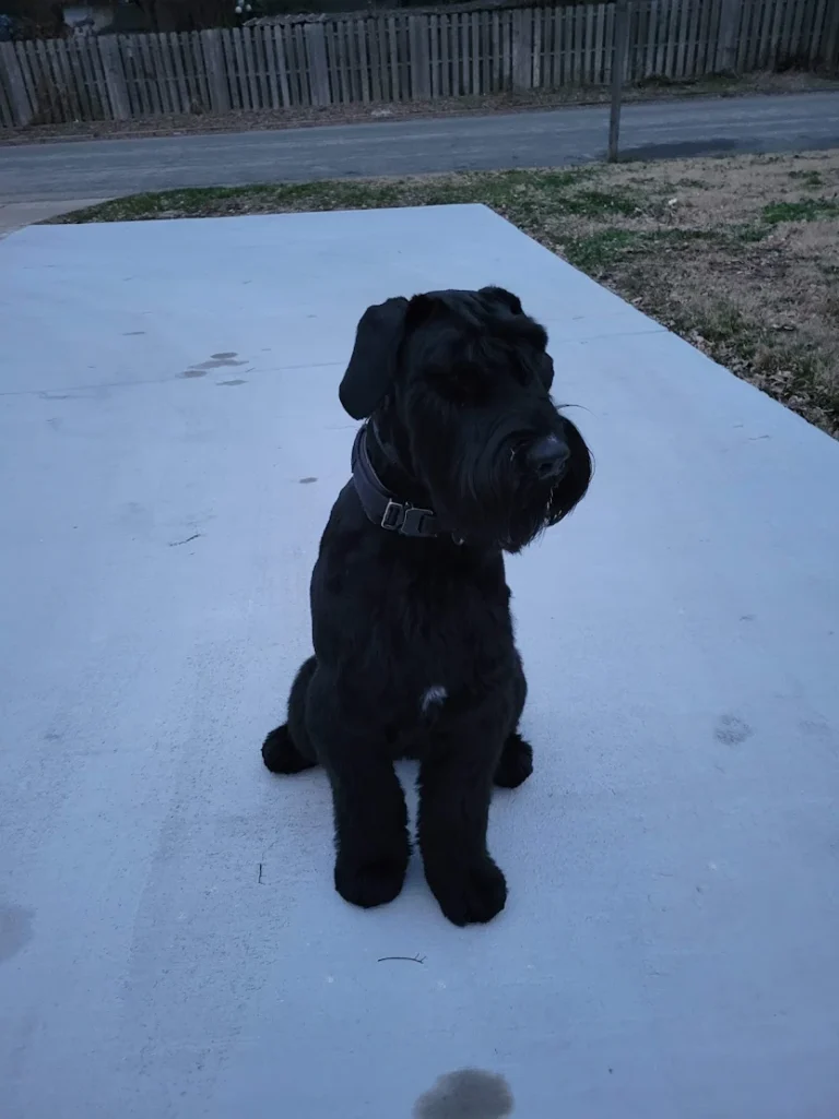 Macchio improved confidence, obedience, and everyday manners through professional training with Larry in Hampton, VA.