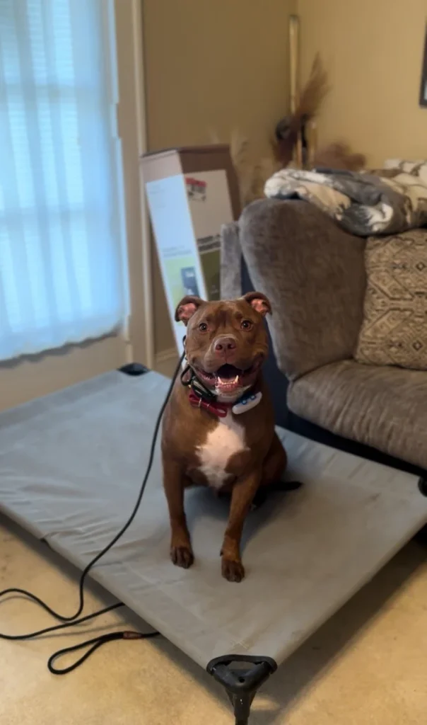 Evan Almighty improved leash manners, listening skills, and reactivity through professional training with Kayla in Hampton.