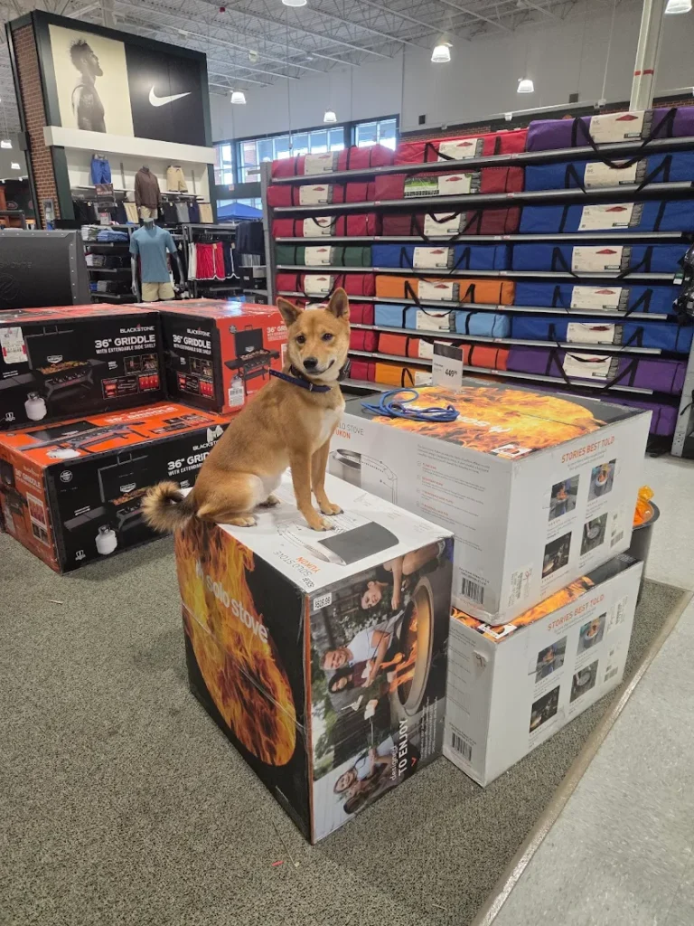 Jake the Shiba Inu practicing confident, focused obedience