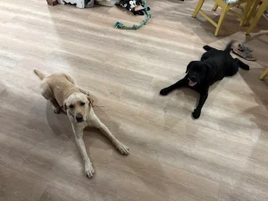 Two Labs practicing better manners in Hampton Roads, VA
