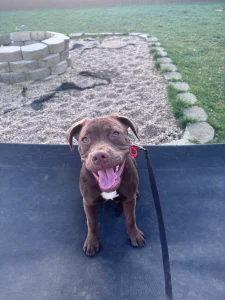 Ophelia practicing leash and obedience skills in Hampton Roads, VA