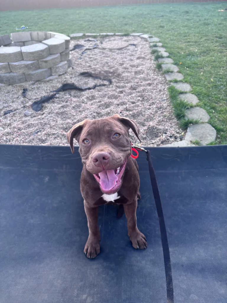 Ophelia practicing leash and obedience skills in Hampton Roads, VA