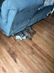 Rue the Mini Labradoodle practicing obedience in Hampton Roads, VA