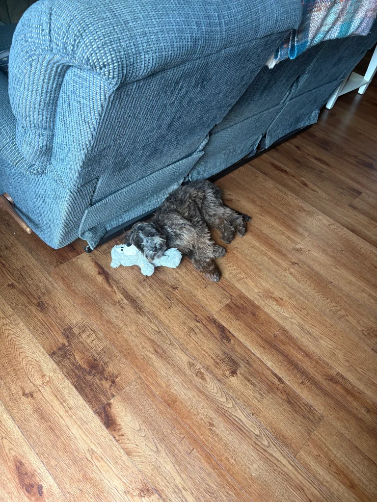Rue the Mini Labradoodle practicing obedience in Hampton Roads, VA