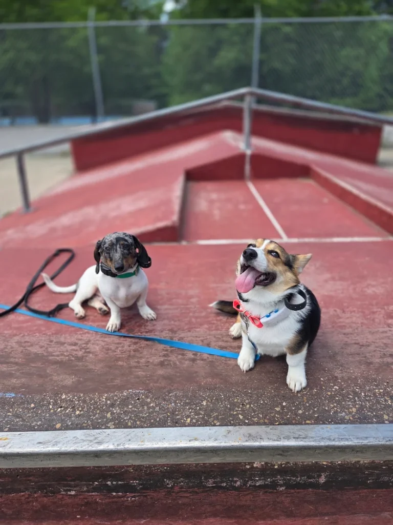 Two puppies improved obedience, structure, and foundational training skills through professional training with Amanda in Hampton, VA.